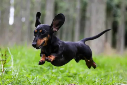How To Help A Dachshund With Hip Dysplasia