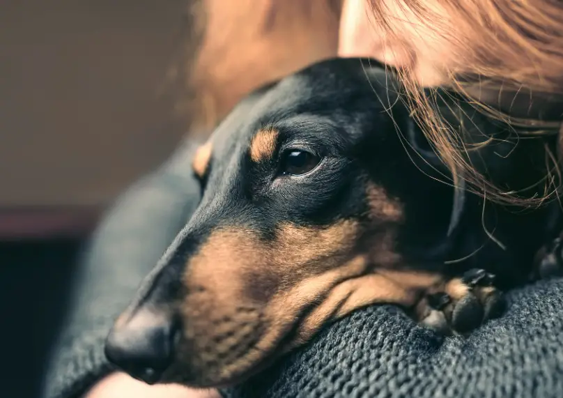 Are Dachshunds Prone To Certain Respiratory Issues?