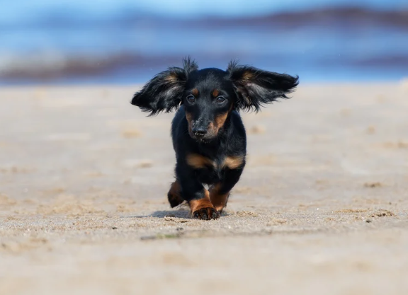 How To Teach A Dachshund To Come When Called