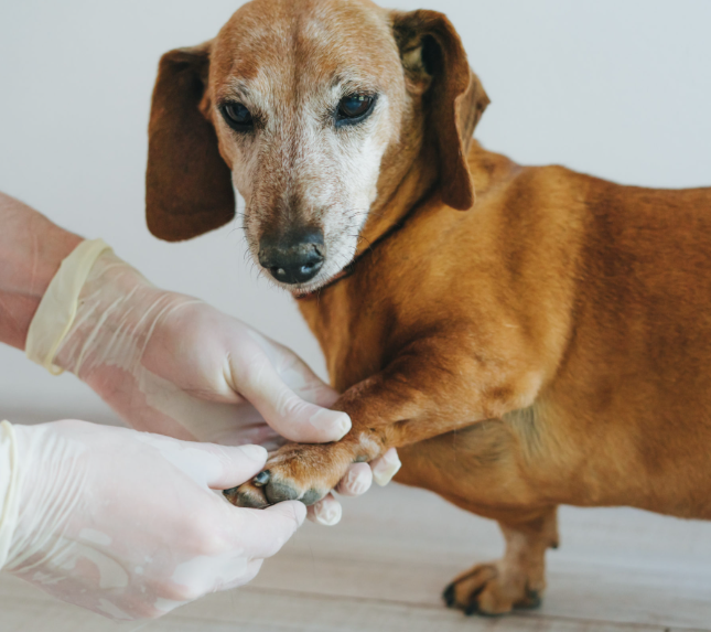 How To Teach A Dachshund To Stay Calm During Grooming