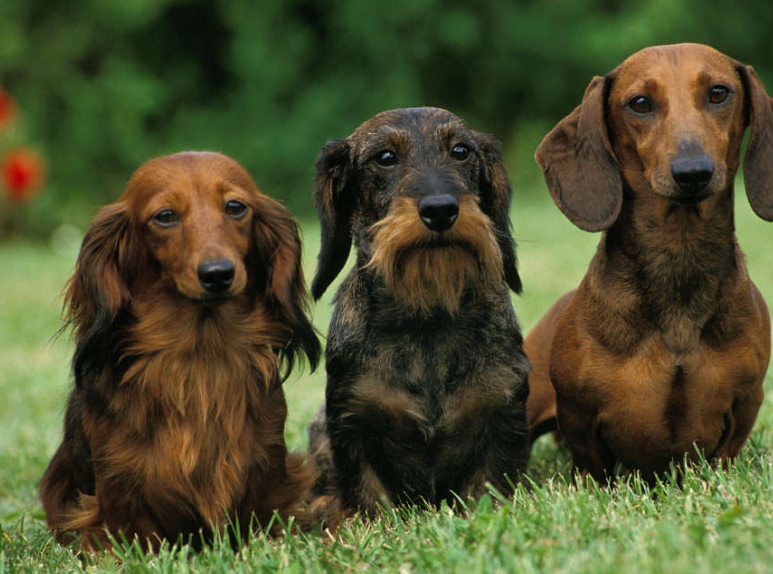 How To Deal With Dachshund's Jealousy Towards Other Pets
