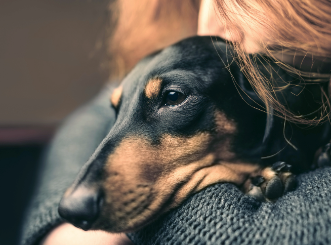 How To Take Care Of A Dachshund Puppy