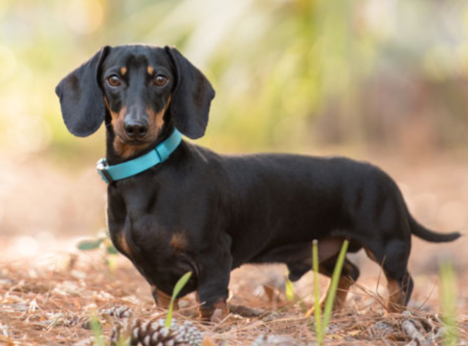 How To Prevent Dachshund Eye Problems