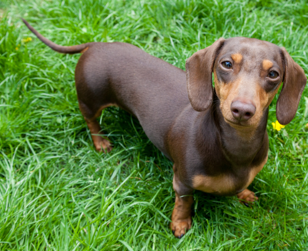 How To Help A Dachshund With Athritis