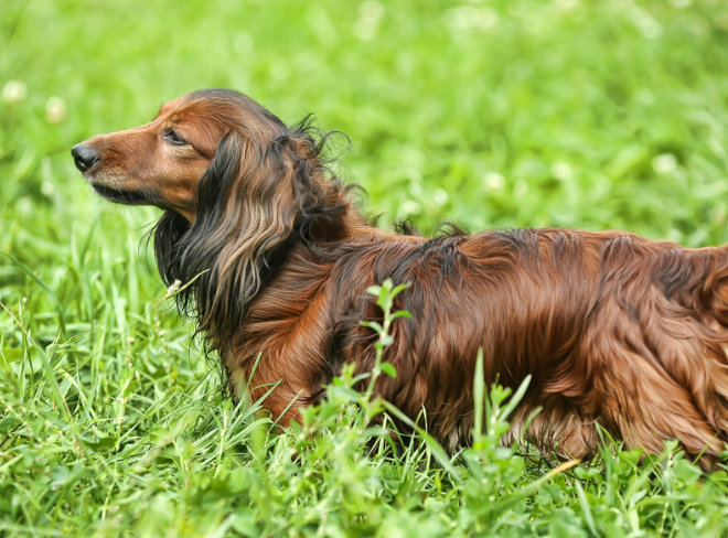 How To Stop Dachshunds From Eating Grass
