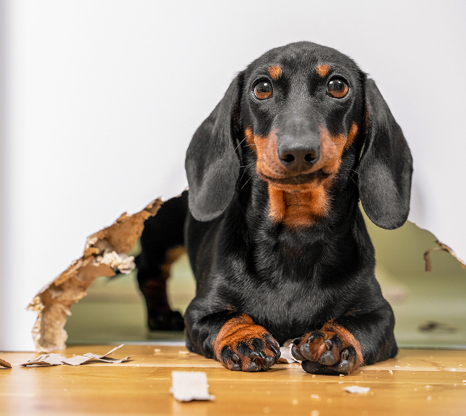 How To Stop Dachshund From Whining
