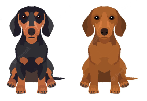 Dachshund Colors And Patterns