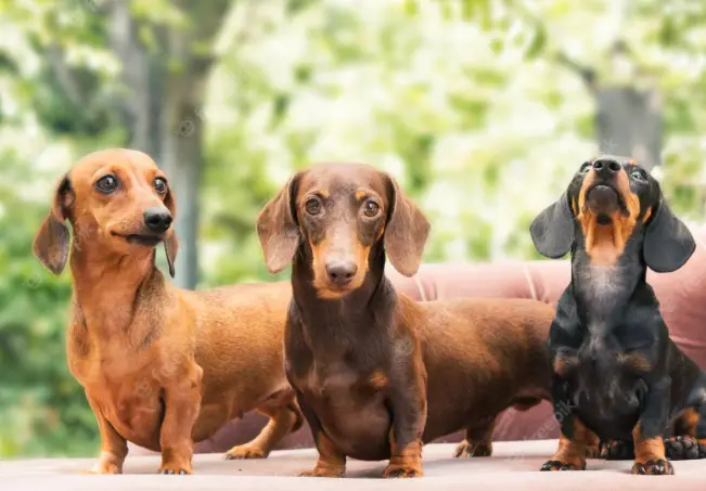 How Smart Is A Dachshund?