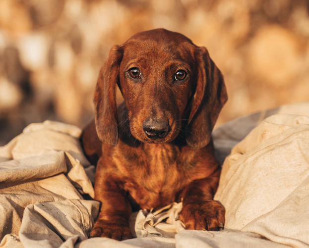 What Is Personality Of A Dachshund?