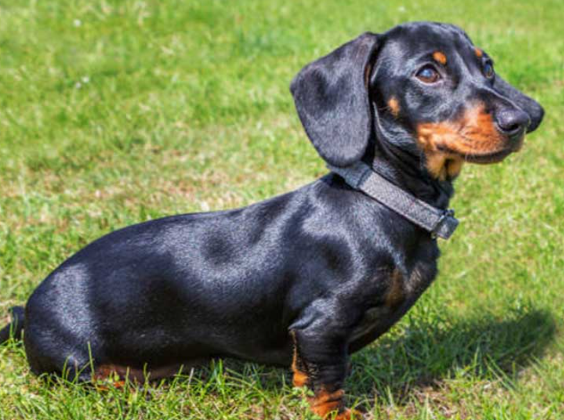 How To Groom A Smooth-Haired Dachshund
