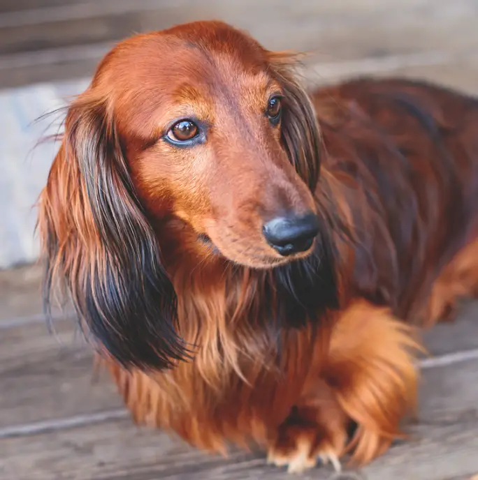 Are Dachshunds Prone To Allergies?